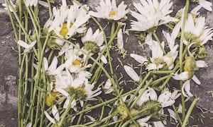 dead marguerites